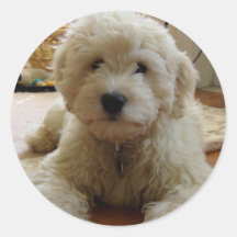 Pegatina de Goldendoodle