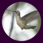 pegatina de la alegría de la Rubí-garganta pegatinas