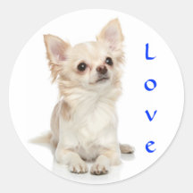 Pegatina de la chihuahua del amor