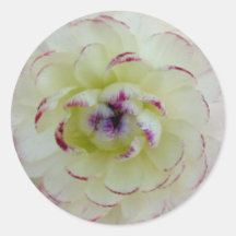 Pegatina de la flor del ranúnculo