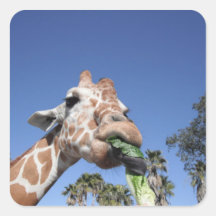 Pegatina de la jirafa de los animales del parque z