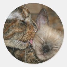Pegatina de la limpieza del gatito