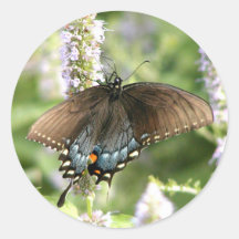Pegatina de la mariposa de Swallowtail