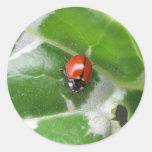 Pegatina de la mariquita