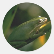 Pegatina de la rana