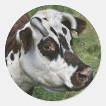 Pegatina de la vaca de Normandía