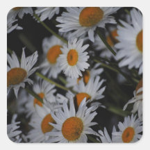 Pegatina de las flores de las margaritas de las ma