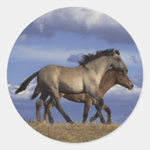 Pegatina de los caballos