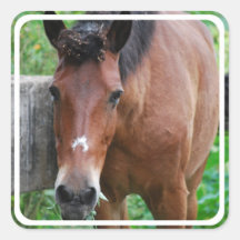 Pegatina del caballo de Paso Fino