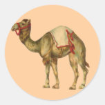 Pegatina del camello del circo