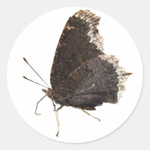 Pegatina del ~ de la mariposa de capa de luto