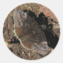 Pegatina del ~ de la mariposa de Duskywing