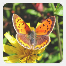 Pegatina del ~ de la mariposa del cobre americano