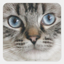 Pegatina del gatito de Ragdoll