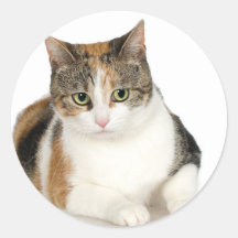 Pegatina del gato de calicó
