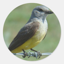 Pegatina del Kingbird occidental B0031