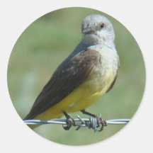 Pegatina del Kingbird occidental B0032