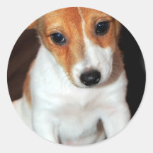 Pegatina del perro de perrito de Jack Russell Terr