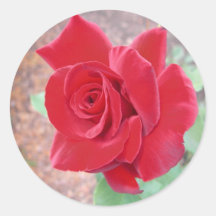 Pegatina del rosa rojo