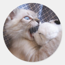pegatina juguetón del gatito
