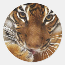 Pegatina malayo del tigre #1