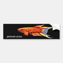 Pegatina para el parachoques del Killifish de Aphy Pegatina De Parachoque