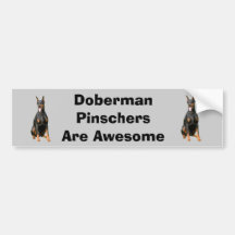 Pegatina para el parachoques del Pinscher del Dobe Pegatina De Parachoque