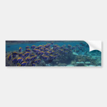Pegatina para el parachoques - pescado del cirujan etiqueta de parachoque