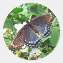 Pegatina púrpura del ~ de la mariposa
