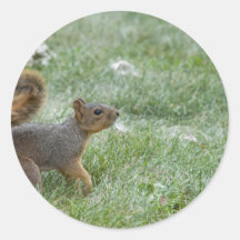 pegatina que camina del squirel