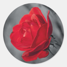 Pegatina redondo del rosa rojo