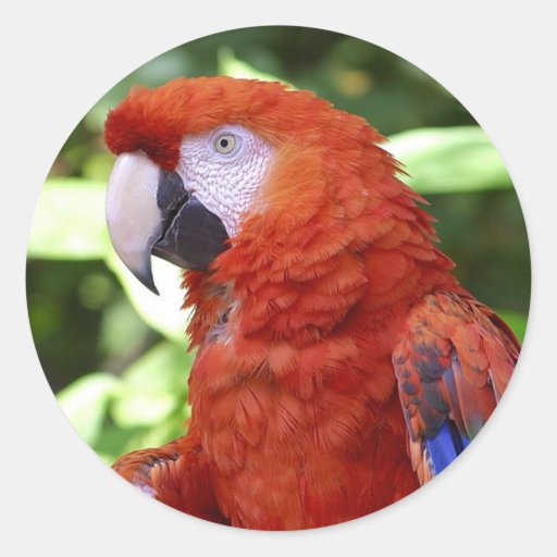 Pegatina rojo del loro