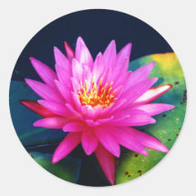 Pegatina rosado de Waterlily