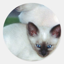 Pegatina siamés de los gatitos
