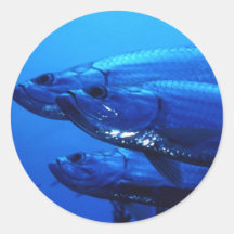 Pegatinas acuáticos