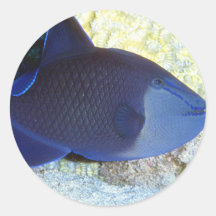 Pegatinas acuáticos