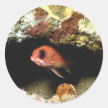 Pegatinas acuáticos