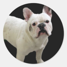 Pegatinas blancos del dogo francés