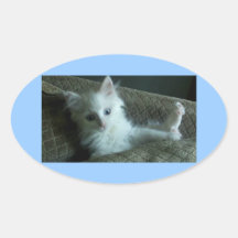 pegatinas blancos lindos del gatito