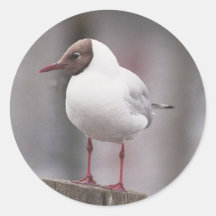 Pegatinas de cabeza negra de la gaviota