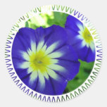 Pegatinas de la flor de la correhuela