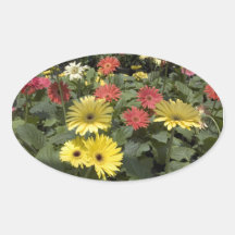 Pegatinas de las margaritas del Gerbera