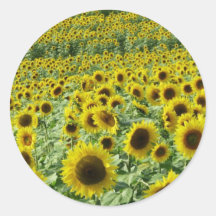 Pegatinas de los girasoles