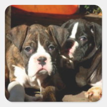 Pegatinas de los perritos del boxeador