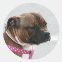 Pegatinas de Staffordshire bull terrier