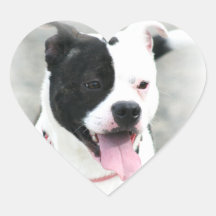 Pegatinas de Staffordshire Terrier