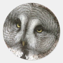 Pegatinas del búho de gran gris