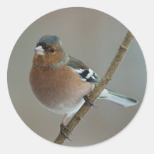 Pegatinas del Chaffinch