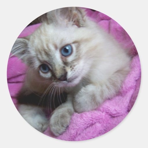 pegatinas del gatito