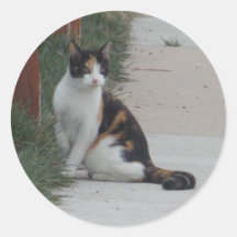 pegatinas del gatito del calicó